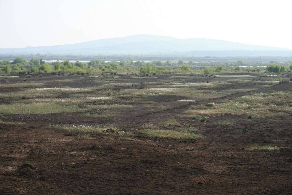 Bog_of_Allen_-_Croghan_Hill Irish Bog of Allen - a typical Irish bog as sung about in the Rattlin Bog Song